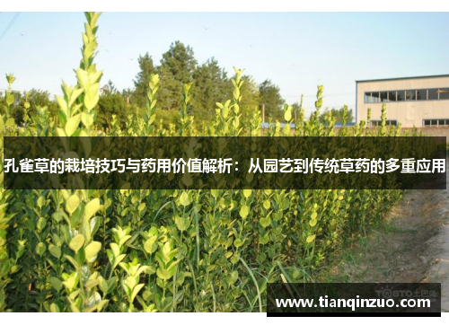 孔雀草的栽培技巧与药用价值解析：从园艺到传统草药的多重应用